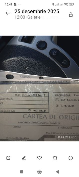 Cane corso cu pedigree și carnet  de sănătate!