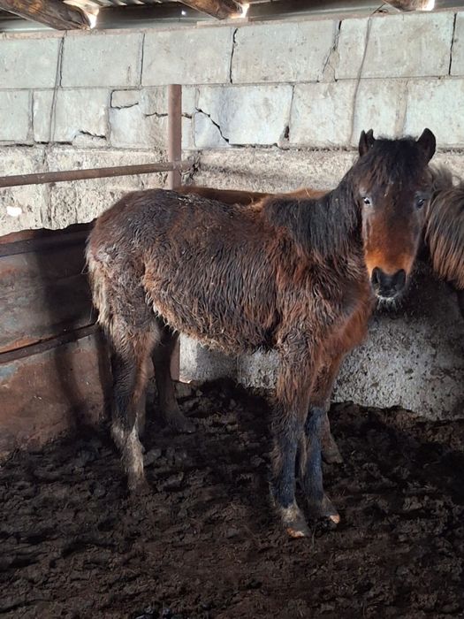 Продам жеребенка 8 мес