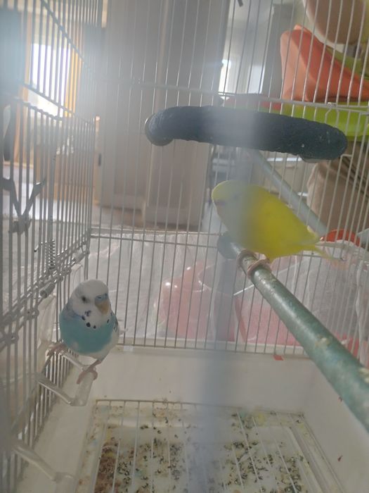 Пролом Волнистиков (попугай)