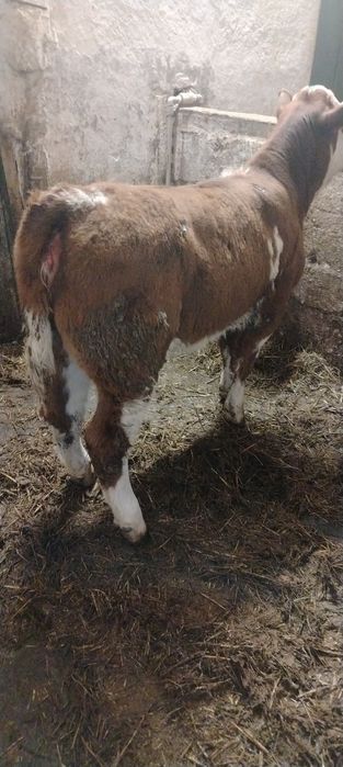 Vând doua femele albastru belgian