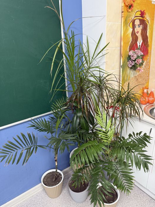 Все комнатные цветы в одни руки