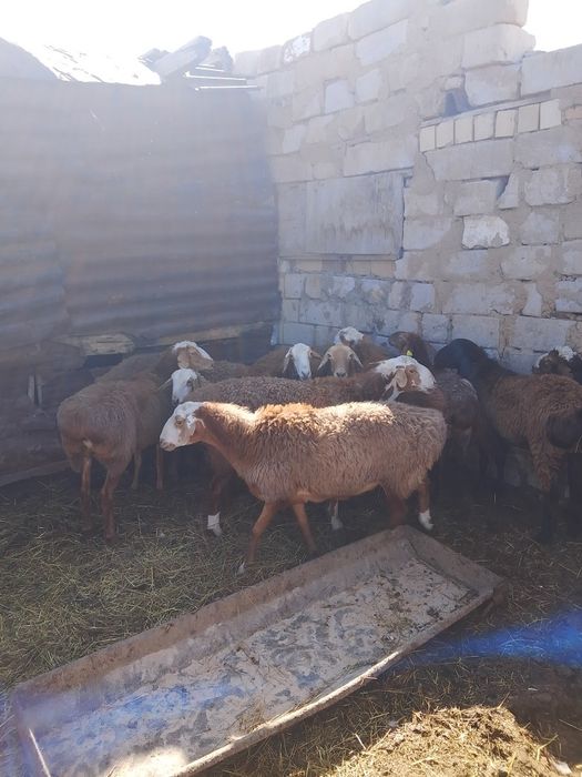 Продаю баран жирные