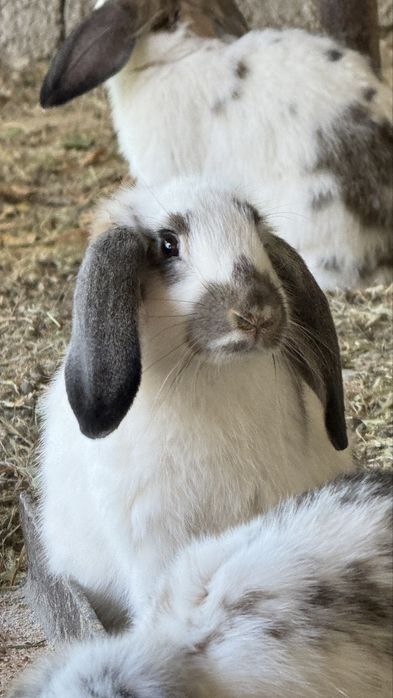 Домашние кролики