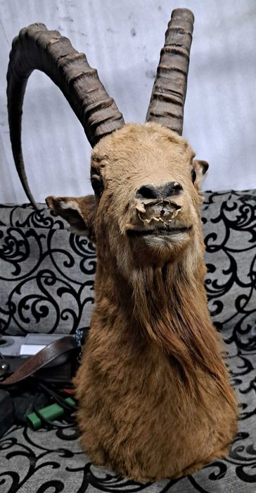 Чучело Горного козла