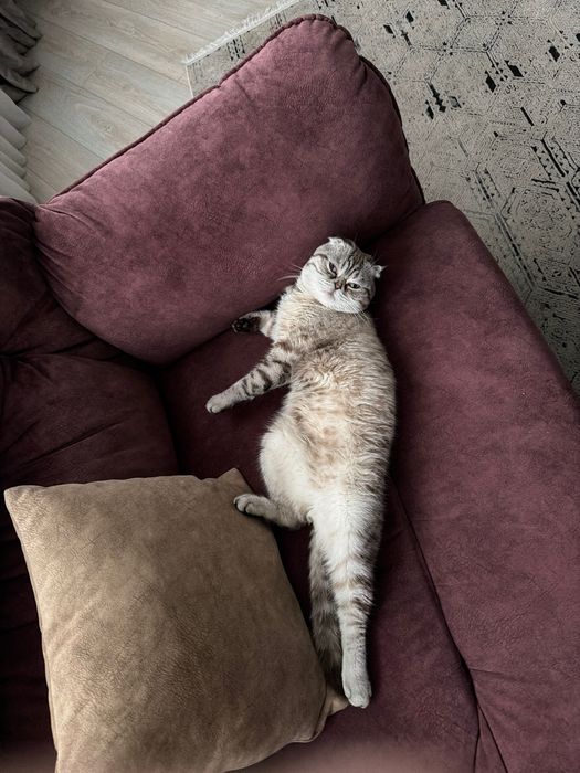 Вязка Скотиш Фолд Мальчик веслоухий  бесплатно