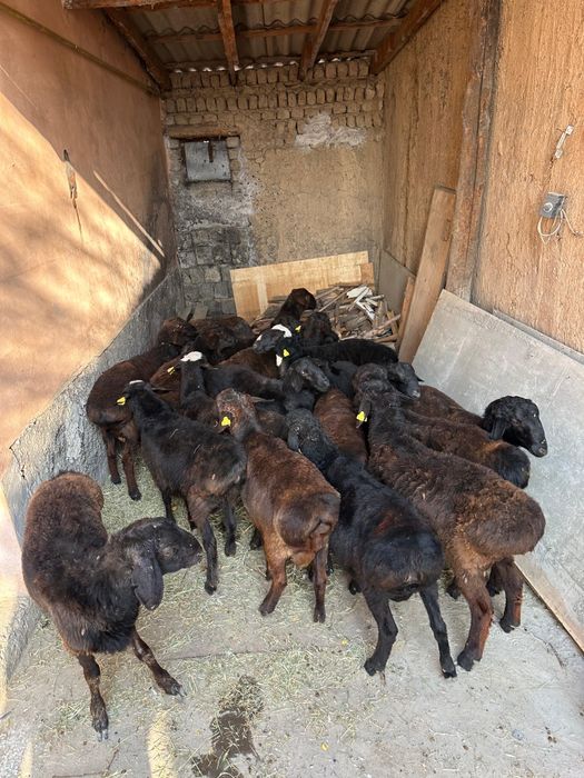 Кошкарлар сатылады