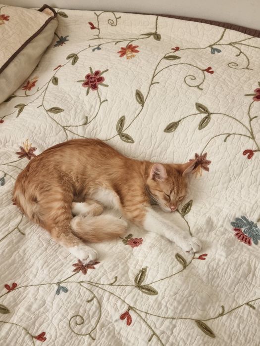 Котенок мальчик 5 мес/Мысық