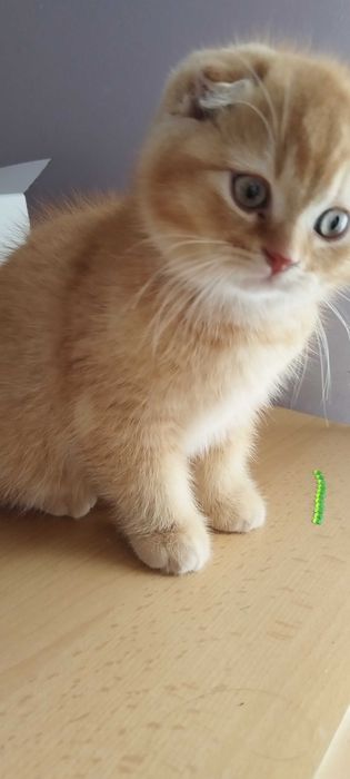 Последно шотландско клепоухо котенце