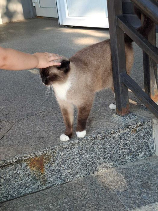 Чей сиамский кот?