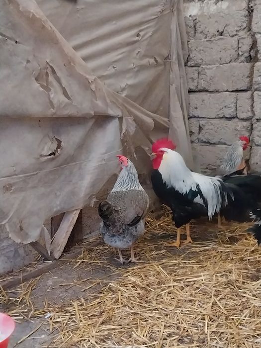 Italiană argintie pui 3,5 luni