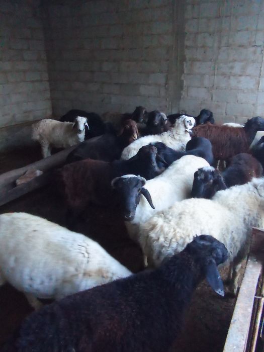 Semiz qōchqorlar bor. Buğoz qōylar ham bor