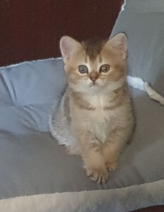Шотландский котёнок Скоттиш страйт