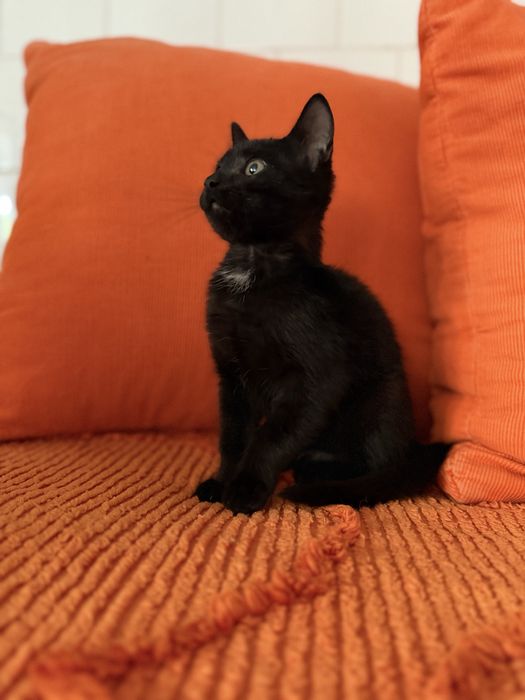 Подарявам коте.