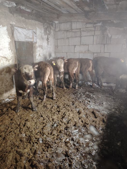 Продам Бычков 6 штук