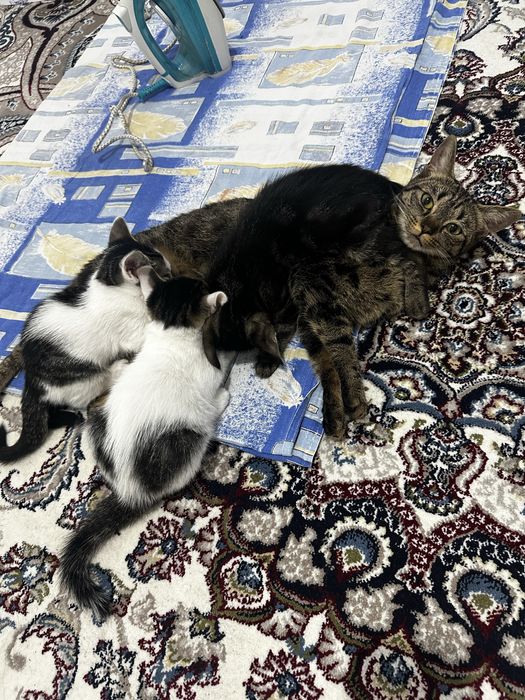 Отдам даром кошек