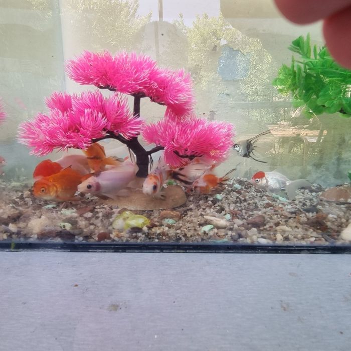 akvarium sotiladi oynali idishi baliqlari bilan