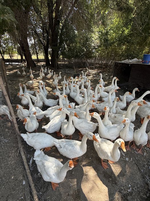 Продам гусей гусей брал с Казани