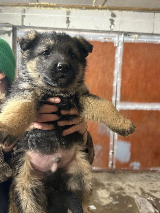 Щенки немецкой овчарки