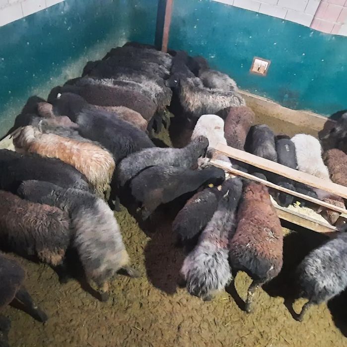 Май семиз кой токты тусак кошкар