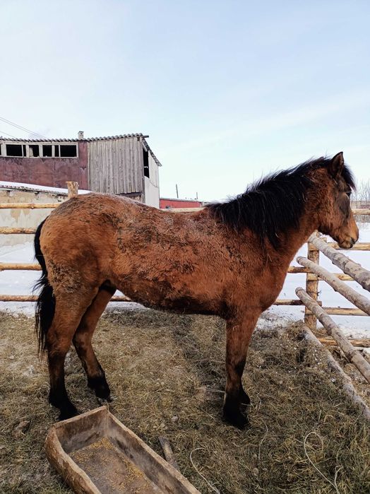 Откорымнан 2 Ұрғашы Тай сатылады