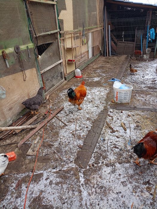 Vând cocoși , porumbei și găinușe americane