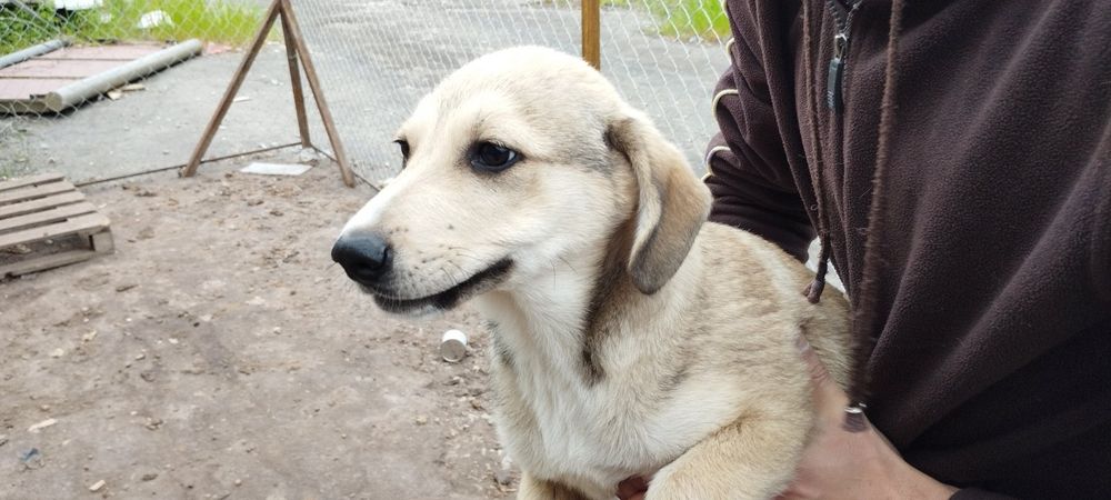 Подарявам Кученца (+ транспорт) кръстоска