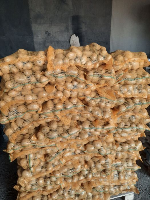 Cartofi de consum si samântă