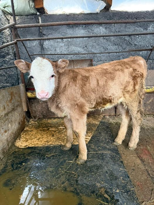 Продам корову с теленкой