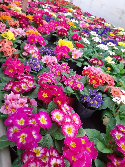 Crizantema en gross, Primule, zmbile și alte flori de vanzare