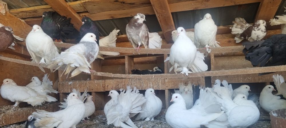 Vand porumbei rotati