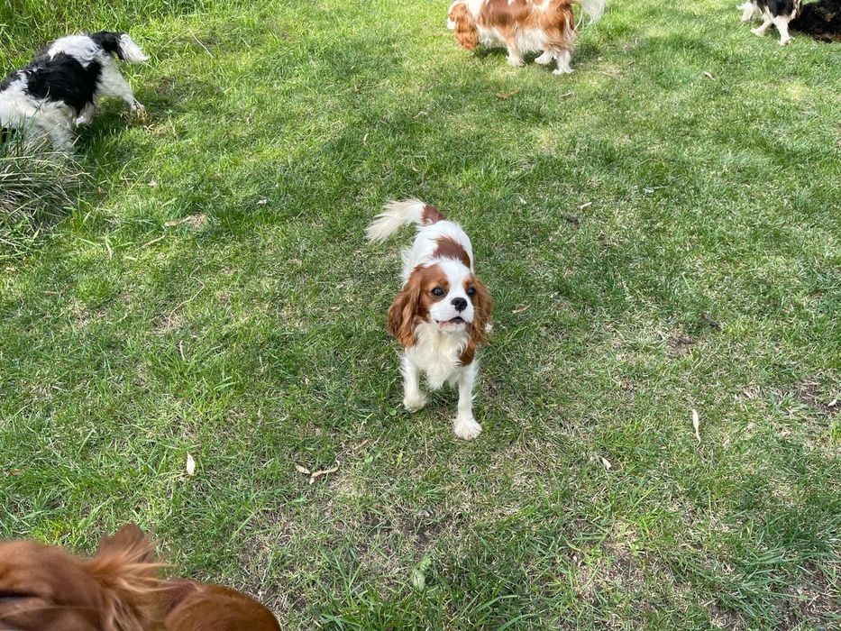 Продаётся девочка кавалер кинг чарльз спаниель