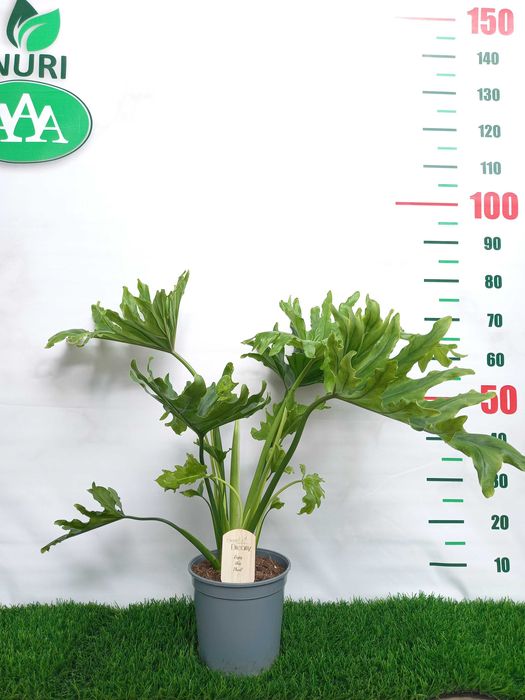 Большой ассортимент КОМНАТНЫХ РАСТЕНИЙ