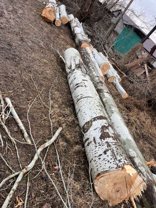 Продается тополь