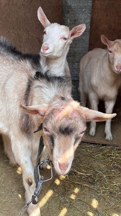 Козел коза козлик коз козочка