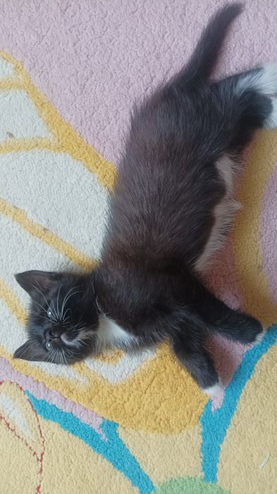 Котик от мамы британки Метис