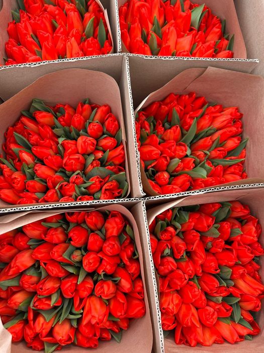 Тюльпаны премиум класса, с доставкой