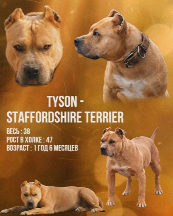 Стаффордширский терьер