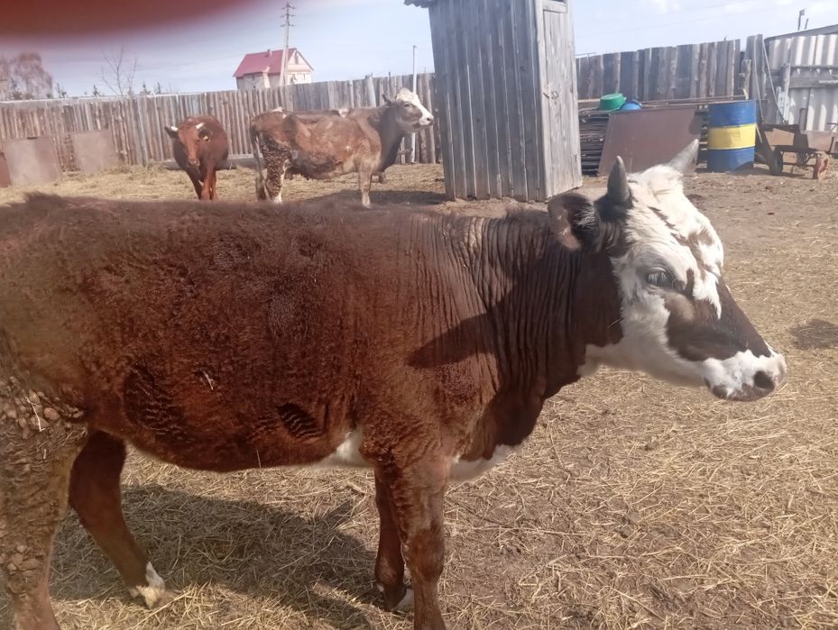 Продам бычка и телочку
