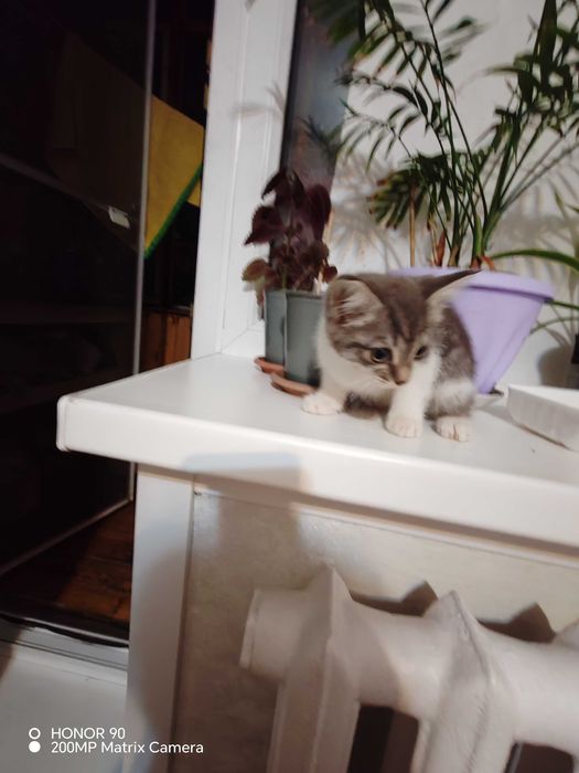 Отдам котёнка девочку в добрые руки