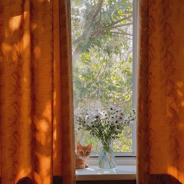 Ищу дом для Симбы.