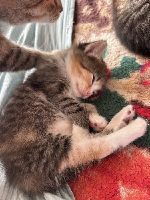 Отдам котят