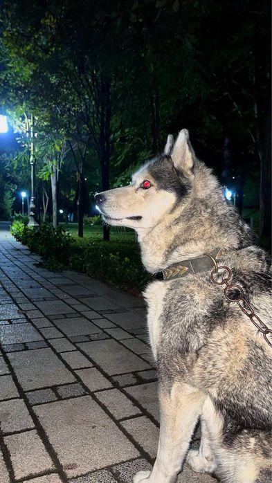 Выгул и передержка домашних питомцев
