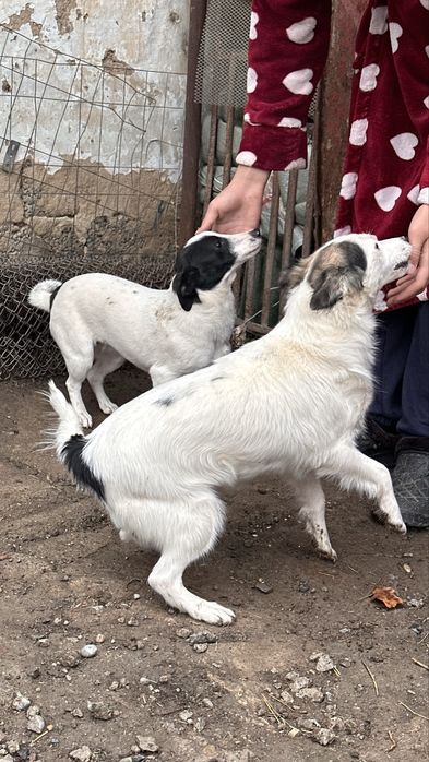 Маленькая добрая собачка ищет семью