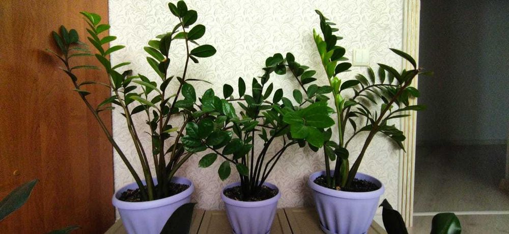 Продам Замиокулькас (долларовое дерево)