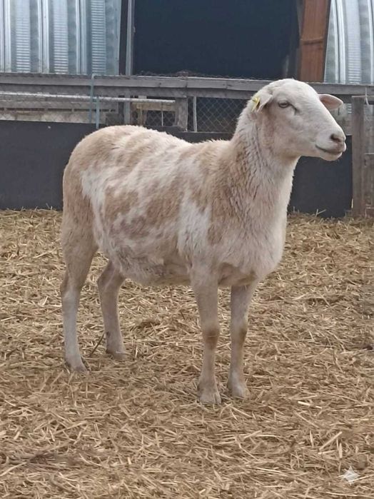 Овцы Катумские овцематки