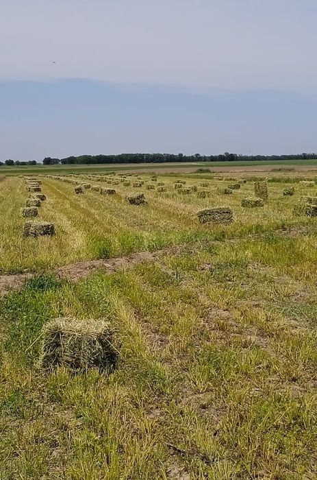 Продам люцерну (эспарцет) в тюках.