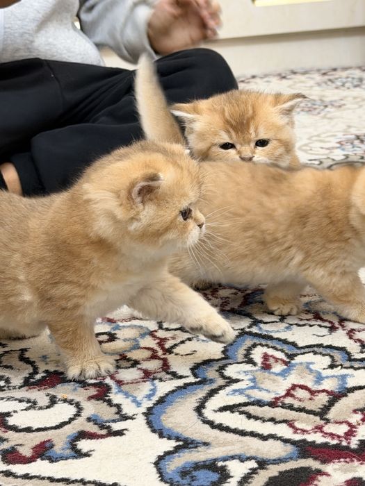 Britanski zolotisti shinshilla sotiladi bolalari