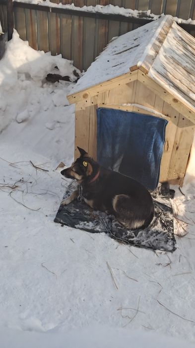 собака,трёхлапая потерялась