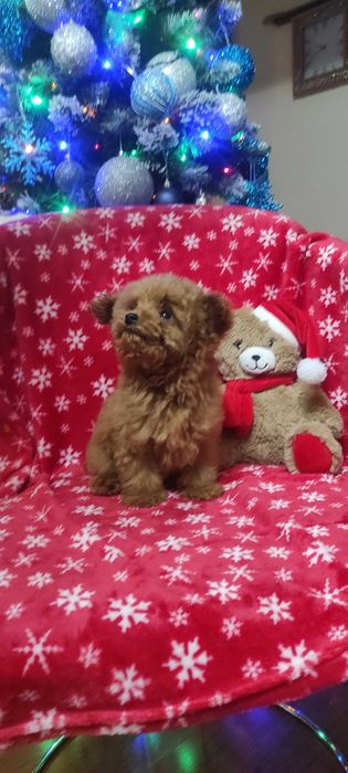 pudel caniche rosu