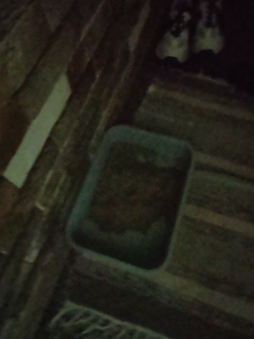 Котенок 1.5 м  полукровка